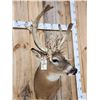 Image 6 : Big Gnarly HIGH 200 Class Whitetail Shoulder Mount Taxidermy