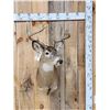 Image 1 : 4x4 Whitetail Shoulder Mount Taxidermy