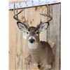 Image 2 : 4x4 Whitetail Shoulder Mount Taxidermy