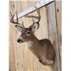 Image 3 : 4x4 Whitetail Shoulder Mount Taxidermy