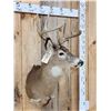 Image 4 : 4x4 Whitetail Shoulder Mount Taxidermy