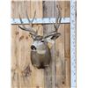 Image 1 : 5x5 Mule Deer Shoulder Mount Taxidermy