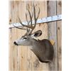 Image 2 : 5x5 Mule Deer Shoulder Mount Taxidermy
