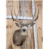 Image 3 : 5x5 Mule Deer Shoulder Mount Taxidermy