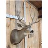Image 4 : 5x5 Mule Deer Shoulder Mount Taxidermy