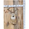 Image 1 : 6x5 Whitetail Shoulder Mount Taxidermy