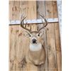 Image 2 : 6x5 Whitetail Shoulder Mount Taxidermy