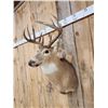 Image 3 : 6x5 Whitetail Shoulder Mount Taxidermy