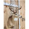Image 4 : 6x5 Whitetail Shoulder Mount Taxidermy