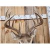 Image 5 : 6x5 Whitetail Shoulder Mount Taxidermy