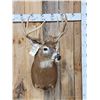 Image 1 : Cool Wild Double Main Beam Whitetail Shoulder Mount Taxidermy
