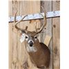 Image 2 : Cool Wild Double Main Beam Whitetail Shoulder Mount Taxidermy