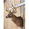 Image 3 : Cool Wild Double Main Beam Whitetail Shoulder Mount Taxidermy