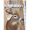 Image 4 : Cool Wild Double Main Beam Whitetail Shoulder Mount Taxidermy