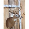 Image 5 : Cool Wild Double Main Beam Whitetail Shoulder Mount Taxidermy