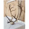 Image 2 : Caribou Antlers On Skull Plate