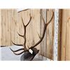 Image 2 : 5x5 Elk Antlers On Plaque