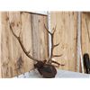 Image 3 : 5x5 Elk Antlers On Plaque