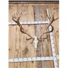 Image 6 : Big Red Stag Antlers On Skull
