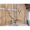 Image 3 : GIANT 470 Class Nontypical Elk Antler On Skull