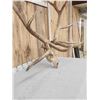 Image 5 : GIANT 470 Class Nontypical Elk Antler On Skull