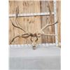 Image 6 : GIANT 470 Class Nontypical Elk Antler On Skull