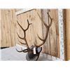 Image 2 : 6x6 Elk Antlers On Plaque