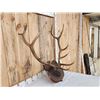 Image 3 : 6x6 Elk Antlers On Plaque