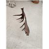 Image 2 : Giant Alaskan Self Standing Moose Shed Antler