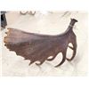 Image 3 : Giant Alaskan Self Standing Moose Shed Antler
