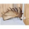 Image 5 : Giant Alaskan Self Standing Moose Shed Antler