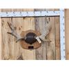 Image 1 : 28" Moose Antlers On Plaque