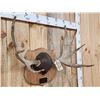 Image 3 : 28" Moose Antlers On Plaque