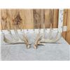 Image 1 : 198" Set Of Texas Whitetail Shed Antlers