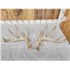 Image 2 : 198" Set Of Texas Whitetail Shed Antlers