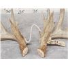 Image 3 : 198" Set Of Texas Whitetail Shed Antlers