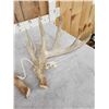 Image 4 : 198" Set Of Texas Whitetail Shed Antlers