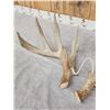 Image 5 : 198" Set Of Texas Whitetail Shed Antlers