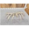 Image 6 : 198" Set Of Texas Whitetail Shed Antlers