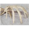 Image 7 : 198" Set Of Texas Whitetail Shed Antlers