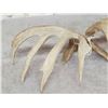 Image 8 : 198" Set Of Texas Whitetail Shed Antlers