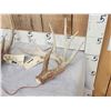 Image 2 : 2 Nice Wild Whitetail Shed Antlers