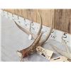 Image 3 : 2 Nice Wild Whitetail Shed Antlers