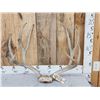 Image 1 : BIG 4x4 Mule Deer Antlers On Skull Plate