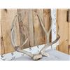 Image 2 : BIG 4x4 Mule Deer Antlers On Skull Plate