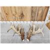 Image 11 : GIANT HEAVY MASS 295" Set Of Whitetail Shed Antlers