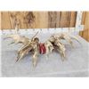 Image 13 : GIANT HEAVY MASS 295" Set Of Whitetail Shed Antlers