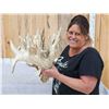 Image 2 : GIANT HEAVY MASS 295" Set Of Whitetail Shed Antlers