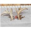 Image 5 : GIANT HEAVY MASS 295" Set Of Whitetail Shed Antlers