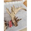 Image 6 : GIANT HEAVY MASS 295" Set Of Whitetail Shed Antlers